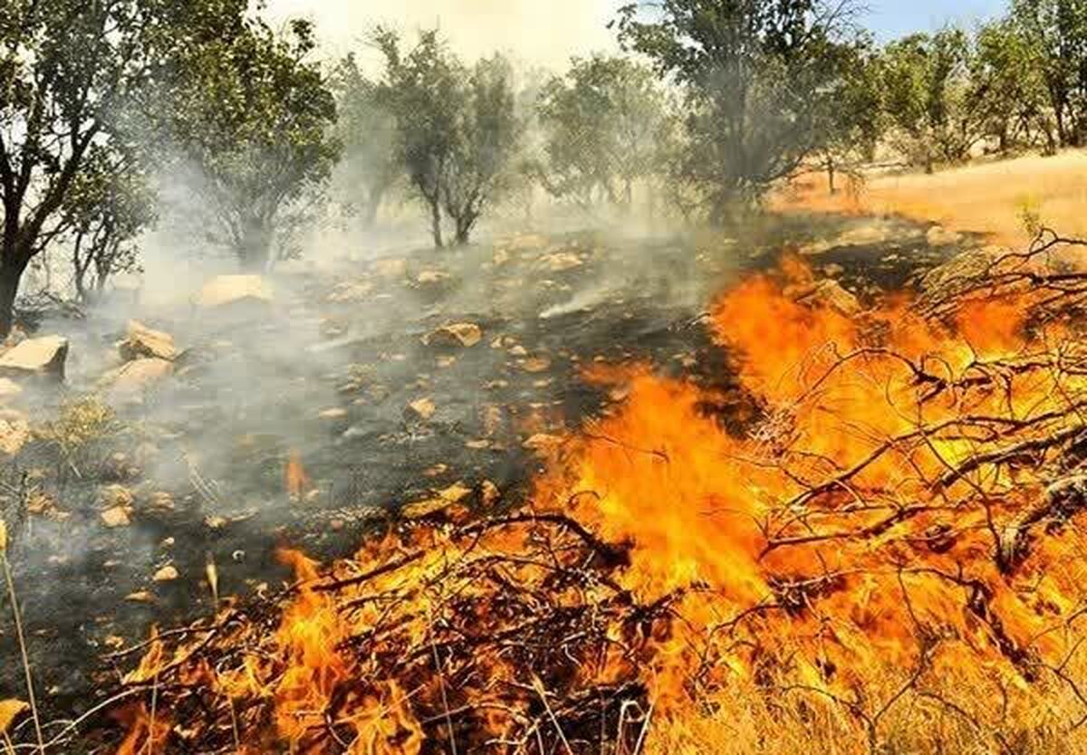 آتش سوزی گسترده در منطقه شلالدان باشت مهار شد