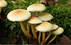 مسمومیت مصرف قارچ سمی چه نشانه‌هایی دارد؟