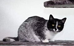 جهش ژنتیکی که منجر به تشکیل این گربه عجیب شد!
