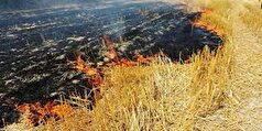 آتش سوزی مزارع بخش ماژین مهار شد