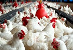 قیمت مرغ ماشینی در اردیبهشت ۳.۸ درصد کاهش یافت