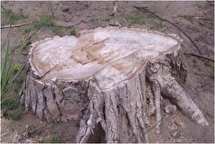 هیات کارشناسان دادگستری در حال بررسی موضوع خشک شدن درختان چیتگر