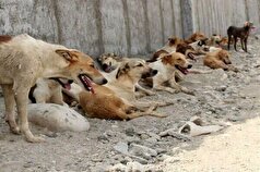 واکسیناسیون و عقیم سازی ۱۷۰ قلاده سگ بدون صاحب در خرم‌آباد