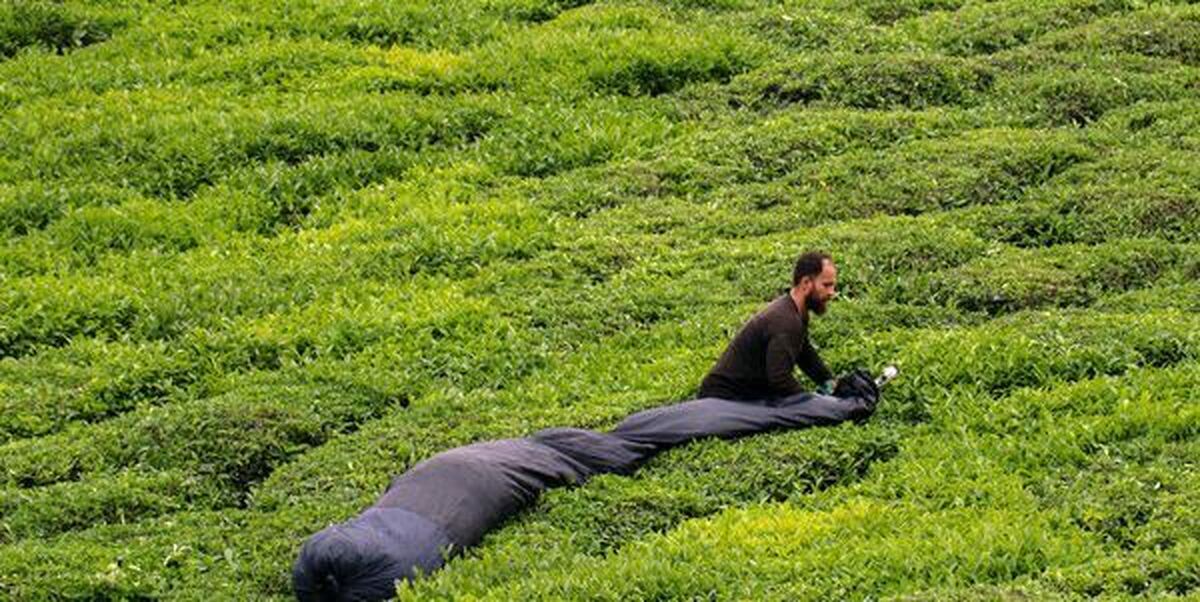 خرید بالغ بر ۱۱ هزار تنی برگ سبز از چایکاران لنگرودی