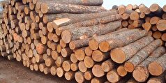 ارزبری ۶۵۰ میلیون دلاری واردات چوب در سال گذشته