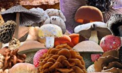 نکاتی در مورد مسمومیت با قارچ که باید بدانید!