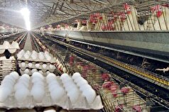 نیاز خراسان شمالی به واحد‌های تخم گذار برای تولید تخم مرغ
