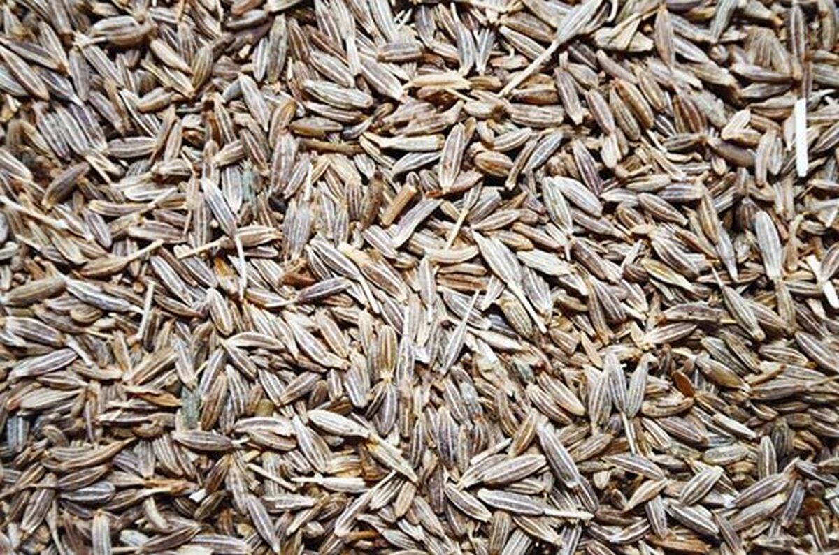 باور غلط درباره آب کردن چربی‌ها با زیره سبز / ادویه زیره سبز فقط التهاب را کاهش می‌دهد