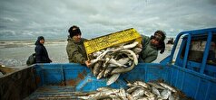 سال گذشته بیش از ۱۸ هزار تن ماهی در آذربایجان‌غربی تولید شد