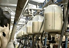 افزایش بیش از ۴ درصدی تولید شیر در استان قزوین