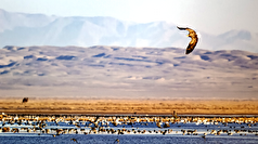 هرساله ۸۰هزار پرنده از ۱۸۰‌گونه در تالاب مره قم فرود می‌آیند