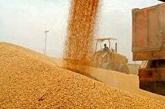 خرید ۲۱ هزار تن گندم از کشاورزان لرستانی