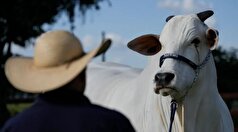 در برزیل نگهبان مسلح و دوربین‌های امنیتی از یک گاو محافظت می‌کنند/با این گاو منحصربفرد آشنا شوید!