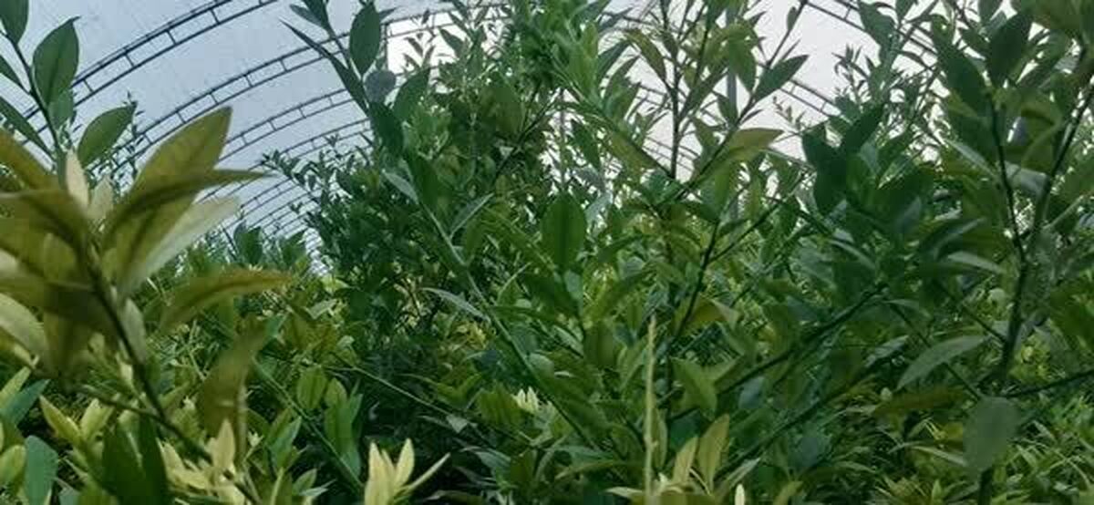 صادرات محصول و کوتاه کردن دست دلالان، آرزوی گلخانه داران خرماکلایی