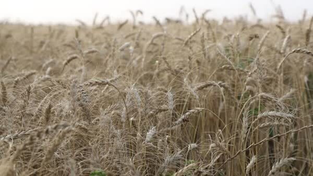 آغاز مرحله دوم پرداخت مطالبات گندمکاران خوزستانی