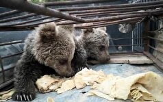 کشف دوباره ۲ توله خرس قاچاق در نایین