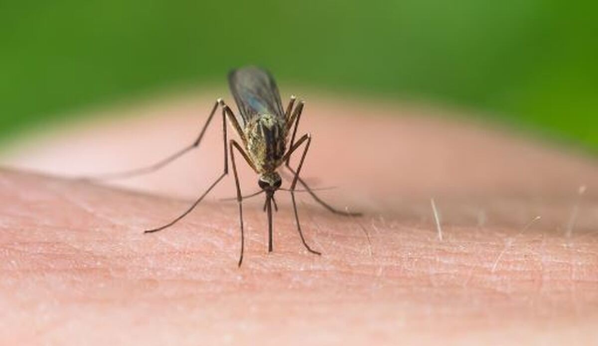 نیش پشه چه عفونتی ایجاد میکند؟