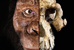 میلیون‌ها سال جنگ و دعوایی که چهره انسان را تغییر داد!