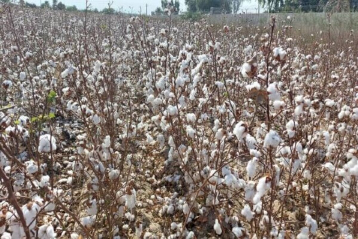 برنامه‌ریزی برای حل ۳۰ مسئله حوزه کشاورزی در خراسان شمالی