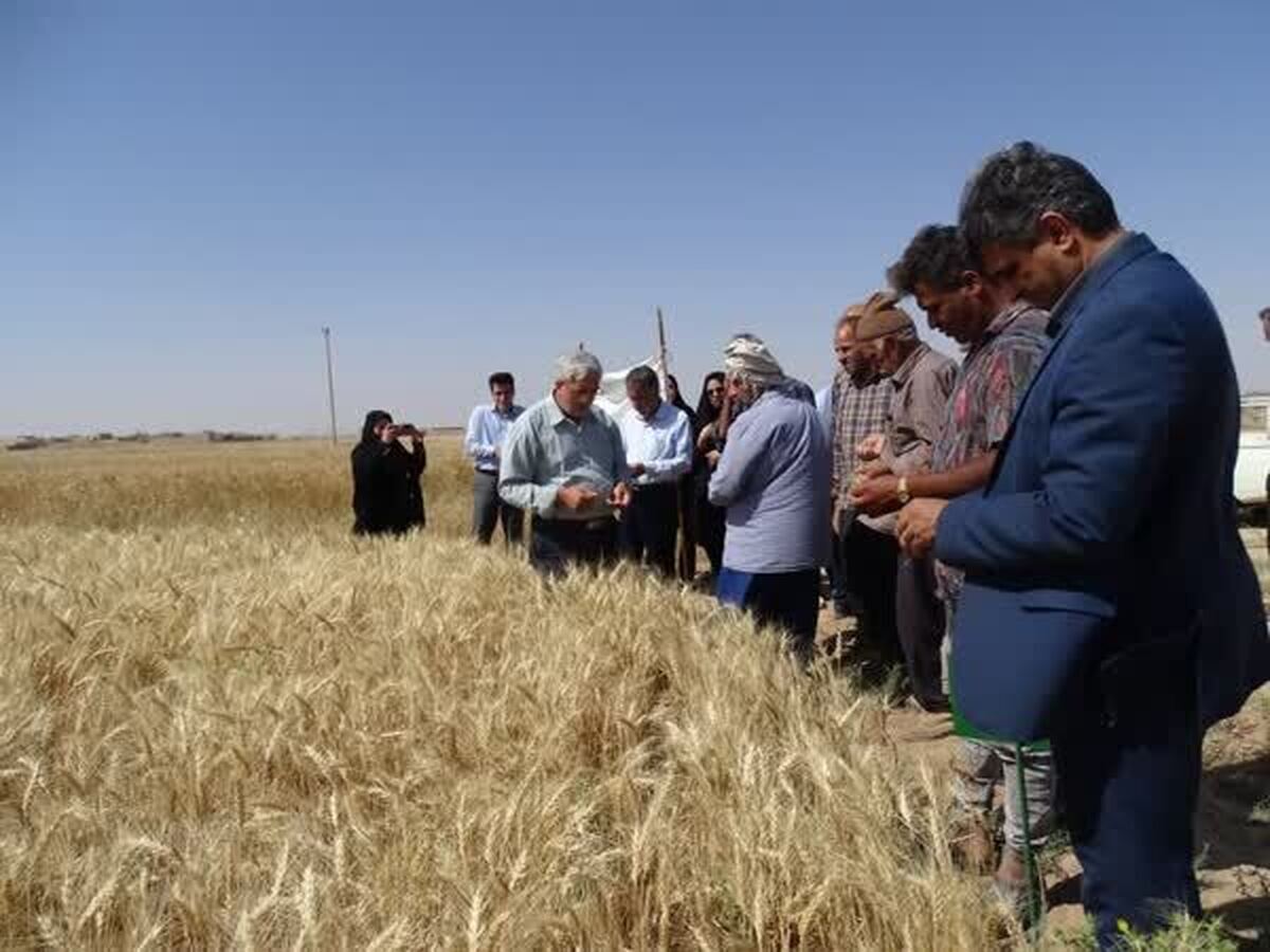 ایجاد مزارع PVS با هدف افزایش بهره‌وری و تولید در یزد