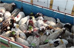 توقیف و برخورد با قاچاق ۱۵۲۱ راس گوسفند در آب‌های خلیج فارس