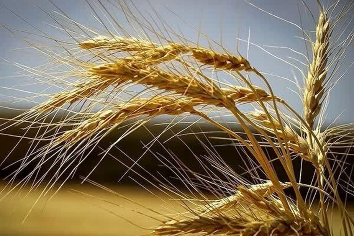 پیش‌بینی برداشت ۳۰ هزار تن گندم در تایباد
