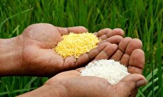 جنگ بر سر برنج طلایی! ماجرا چیست؟