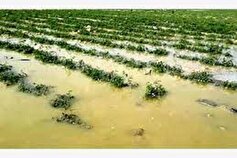 بارش‌های اخیر چقدر به کشاورزی کرمانشاه خسارت وارد کرد؟