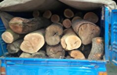 کشف ۱۵ تن چوب قاچاق در رودبار