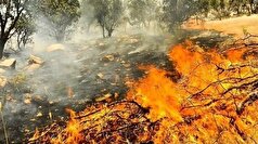 آتش سوزی مناطق جنگلی خوزستان مهار شد