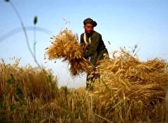 افزایش ۱۳ درصدی برداشت گندم در افغانستان