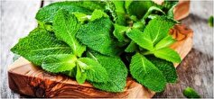 با این سبزی خوش عطر و بو آلزایمر را درمان کنید