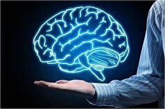 مغز دوم انسان در کدام عضو است؟