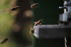 زنبور‌های عسل این بیماری مهلک را به سرعت می‌توانند تشخیص دهند!