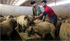 نرخ تعیین شده برای گوسفند زنده در عید قربان