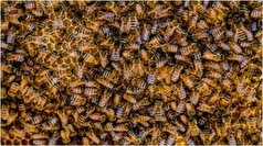 زنبور عسل، پیدا کننده سرطان ریه