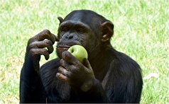 شامپانزه‌های تصمیم گیری هایشان را به شانس واگذار می‌کنند