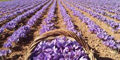 ۸ درصد زعفران لرستان به خارج از کشور صادر می‌شود