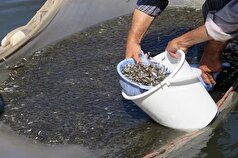 رهاسازی روزانه ۴۰۰ هزار بچه ماهی سوق در دریای خزر