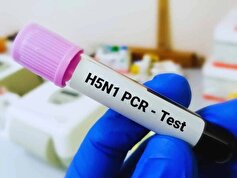 ویروس فوق حاد آنفلوانزای پرندگان H۵N۱ در شیر خام کاهش یافت