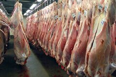 تنظیم بازار وحمایت از مردم با توزیع گوشت گوسفندی