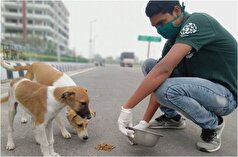 تبعات غذارسانی به سگ‌های خیابانی