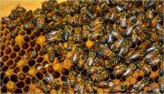 زنبور عسل چگونه سرطان ریه را تشخیص می‌دهد؟