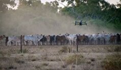 اولین پهپاد چوپان جهان با توانایی کنترل یک گله گاو را از راه دور