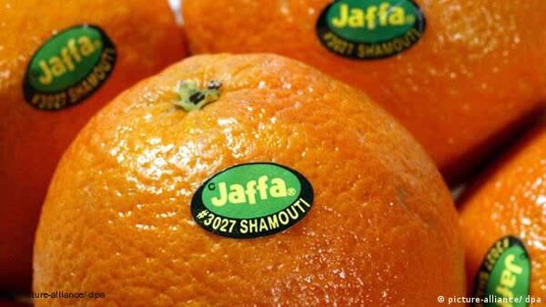 صهیونیست‌ها چگونه پرتقال‌های یافا را به سرقت بردند؟