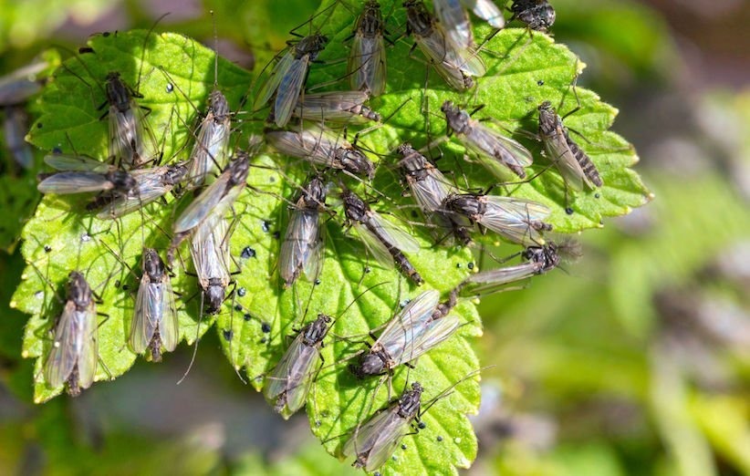 چند جایگزین طبیعی و بی‌خطر برای دفع حشرات در تابستان