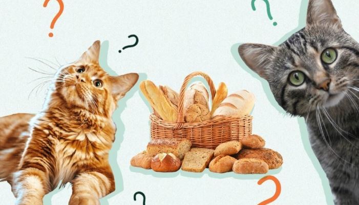 به گربه مان نان بدهیم یا نه؟