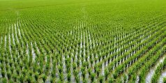 برنج‌کاران مراقب بروز آفت کرم ساقه‌خوار برنج در شالیزار‌ها باشند