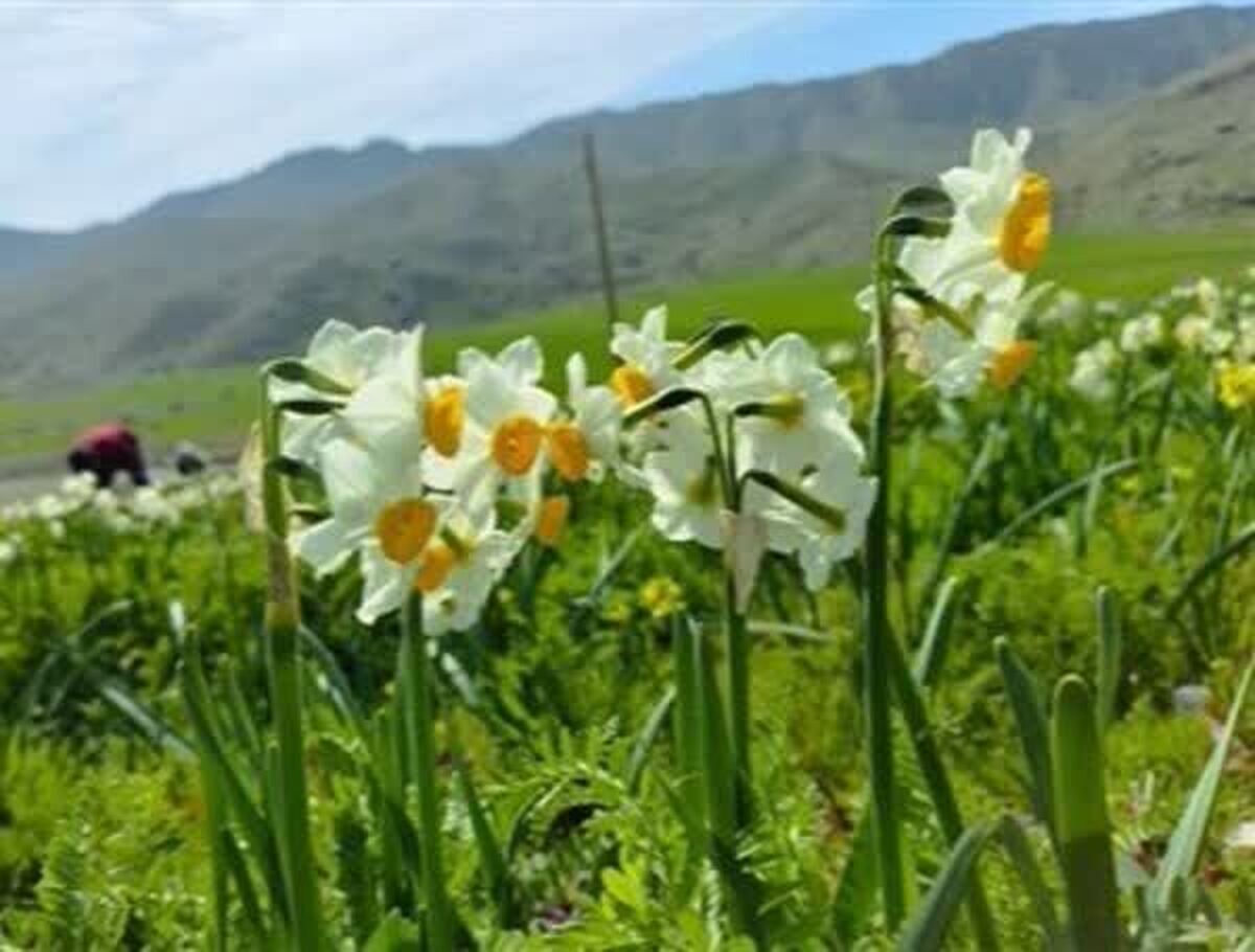 نرگس‌هایی که اقتصاد را رونق می‌دهند