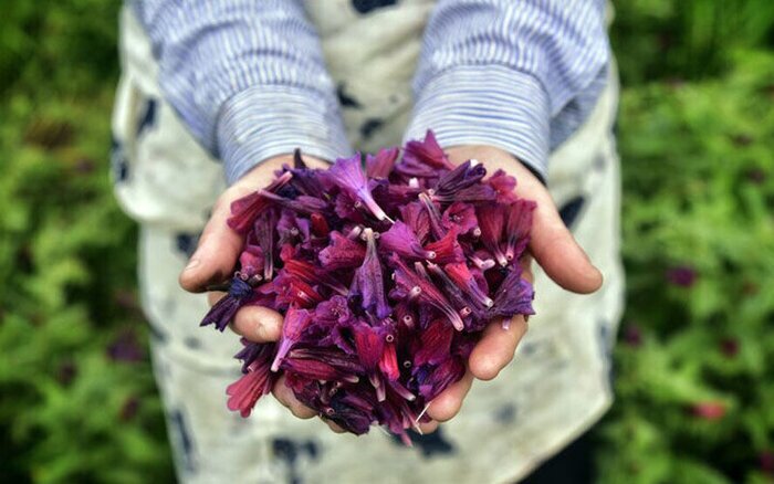 برای رهایی از آلرژی‌های بهار به طب سنتی ایرانی روی بیاورید!